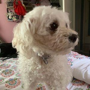 Meet your Posher, Daniela